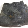 Ptychagnostus praecurrens - Image 4