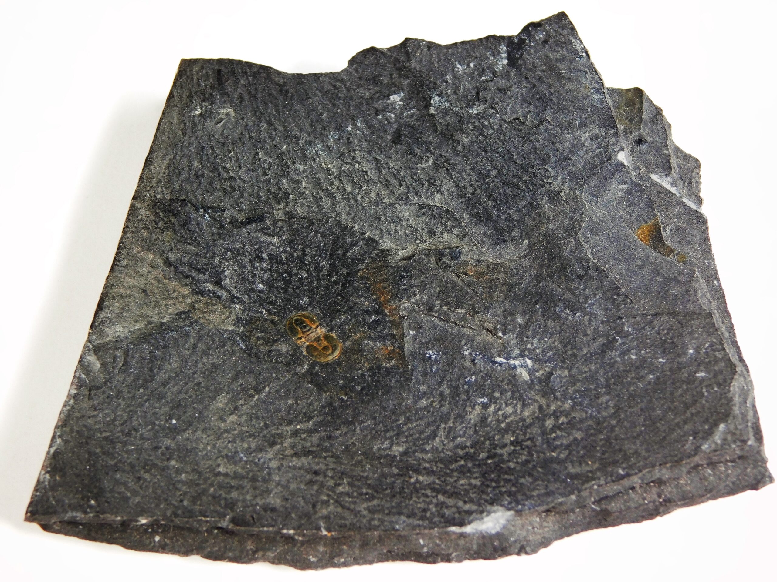 Ptychagnostus praecurrens - Image 3