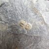 Ptychagnostus praecurrens - Image 2