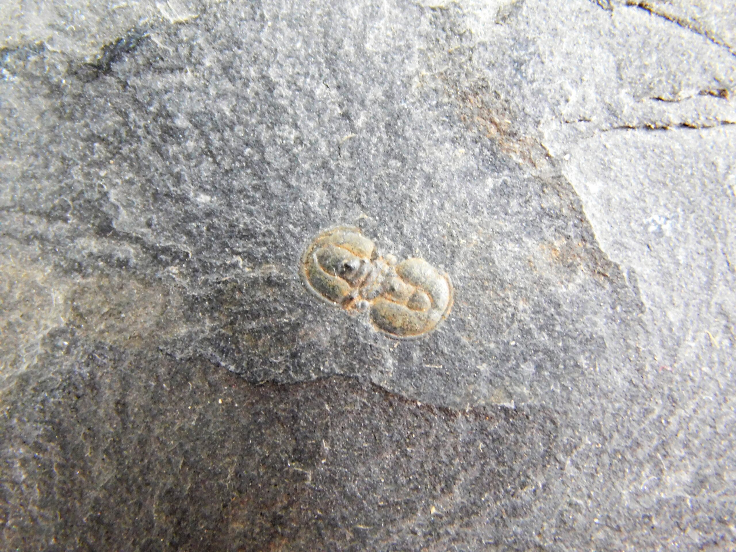 Ptychagnostus praecurrens - Image 2