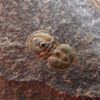 Ptychagnostus praecurrens - Image 3