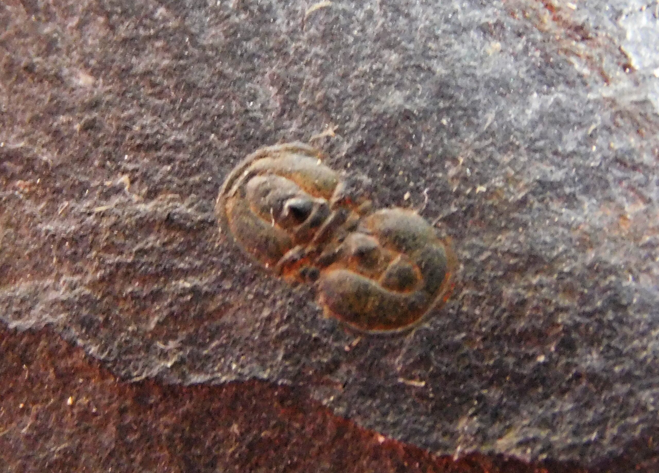 Ptychagnostus praecurrens