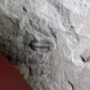 Oryctocephalus burgessensis - Image 3
