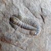 Oryctocephalus burgessensis - Image 4
