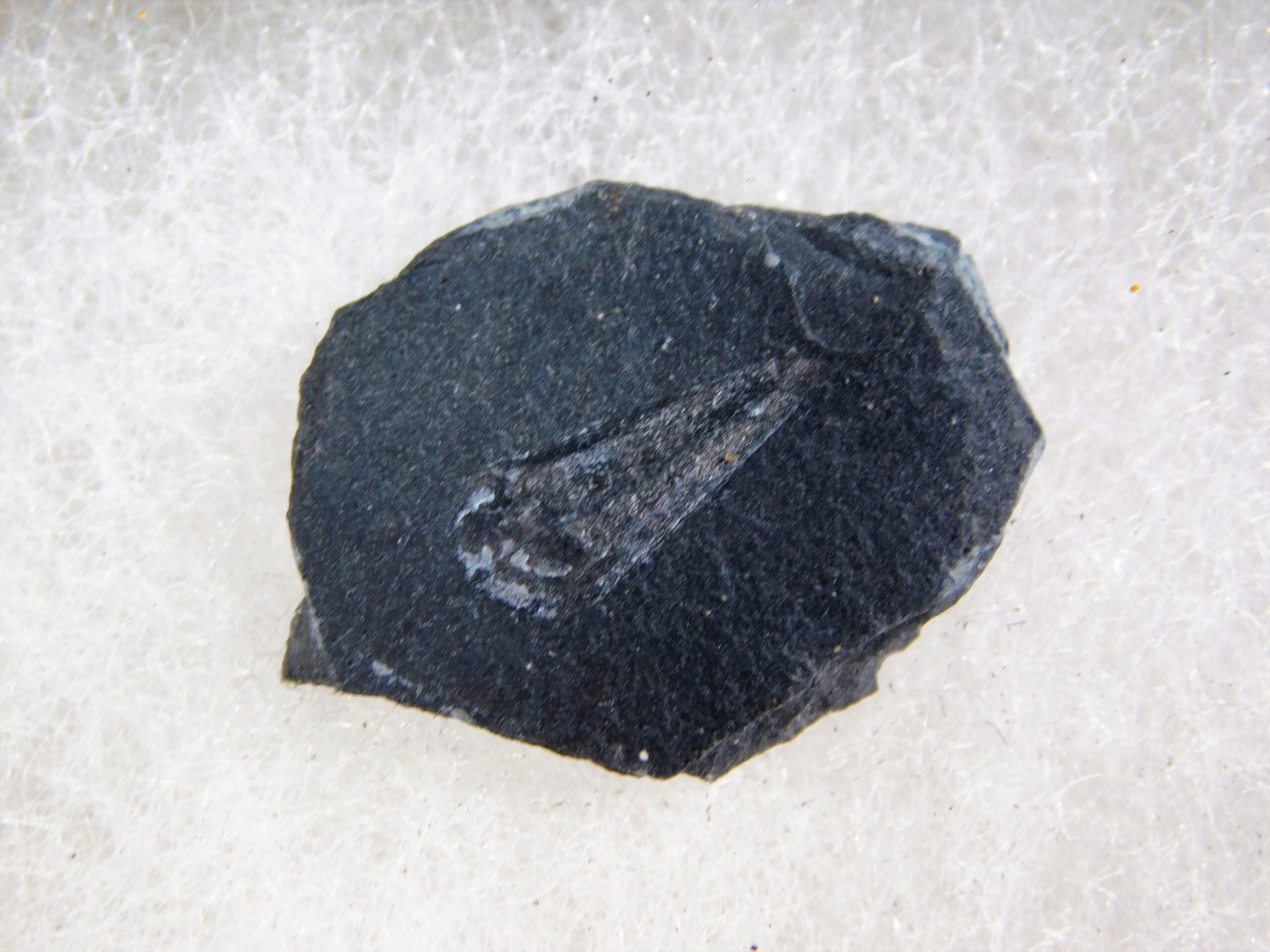 Haplophrentis carinatus