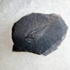 Haplophrentis carinatus - Image 4