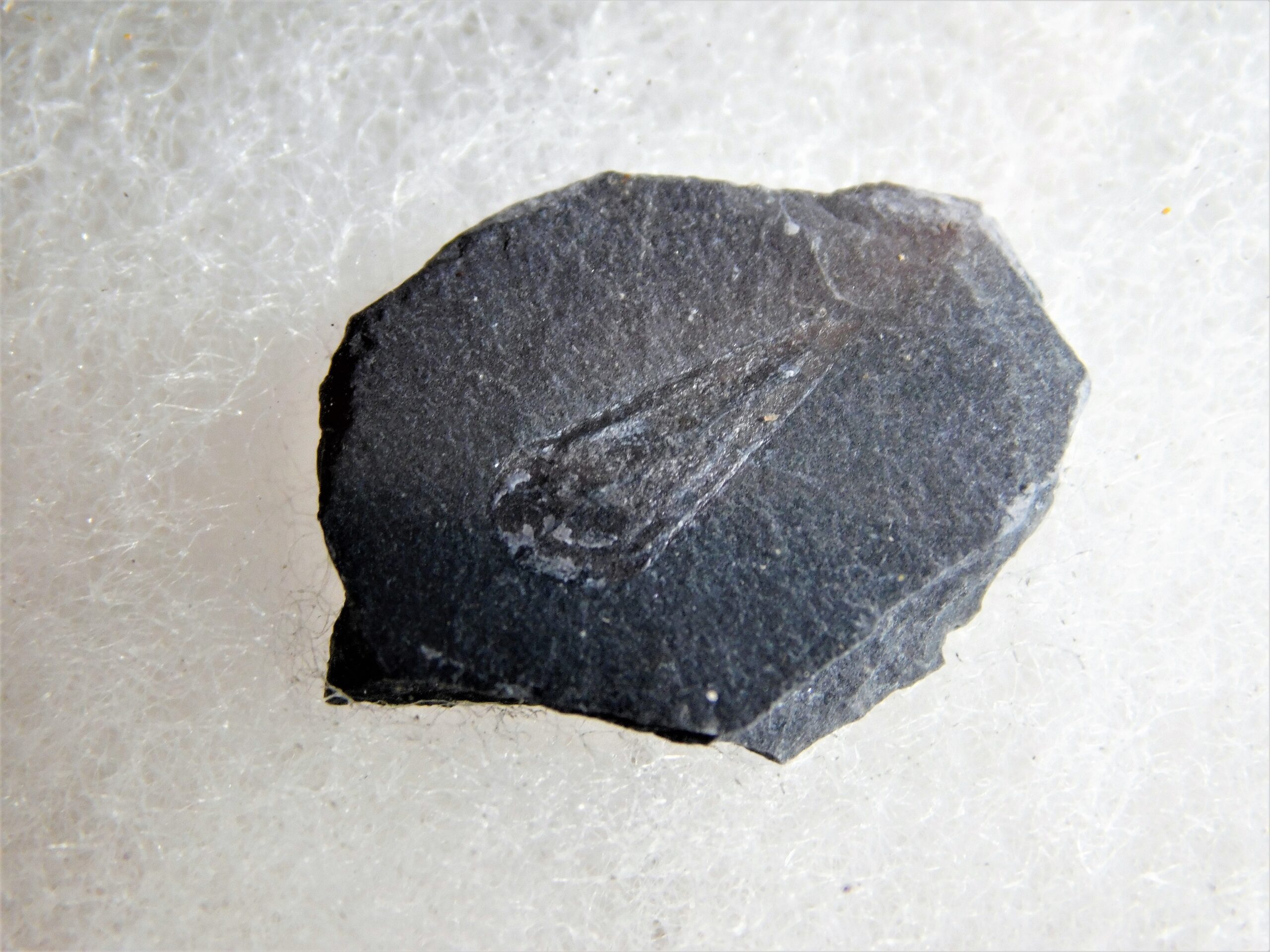 Haplophrentis carinatus - Image 3