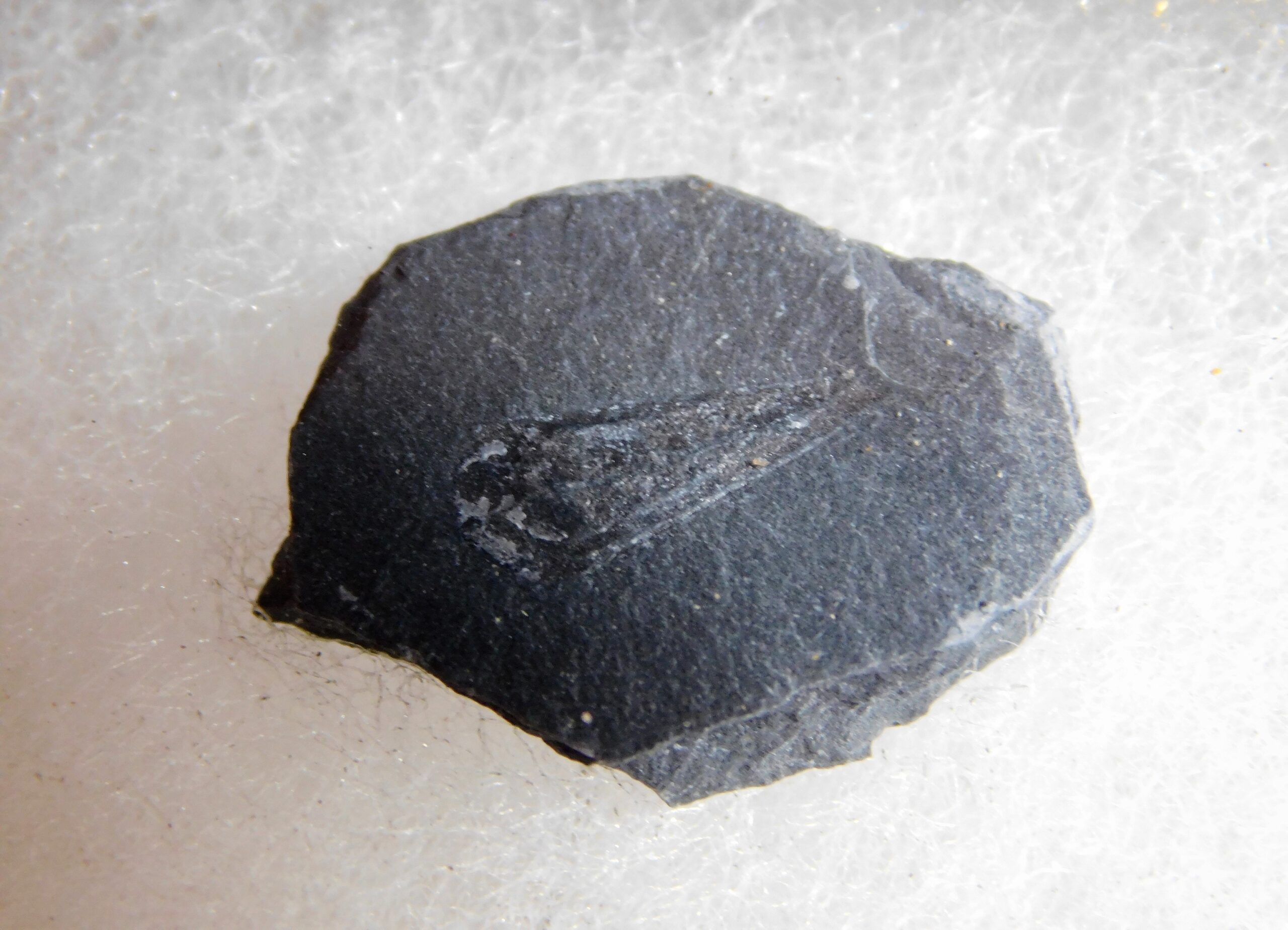 Haplophrentis carinatus - Image 4