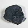 Micromitra burgessensis - Image 4