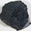 Micromitra burgessensis - Image 2