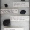 Burgess Shale Brachiopod Collection - Image 2