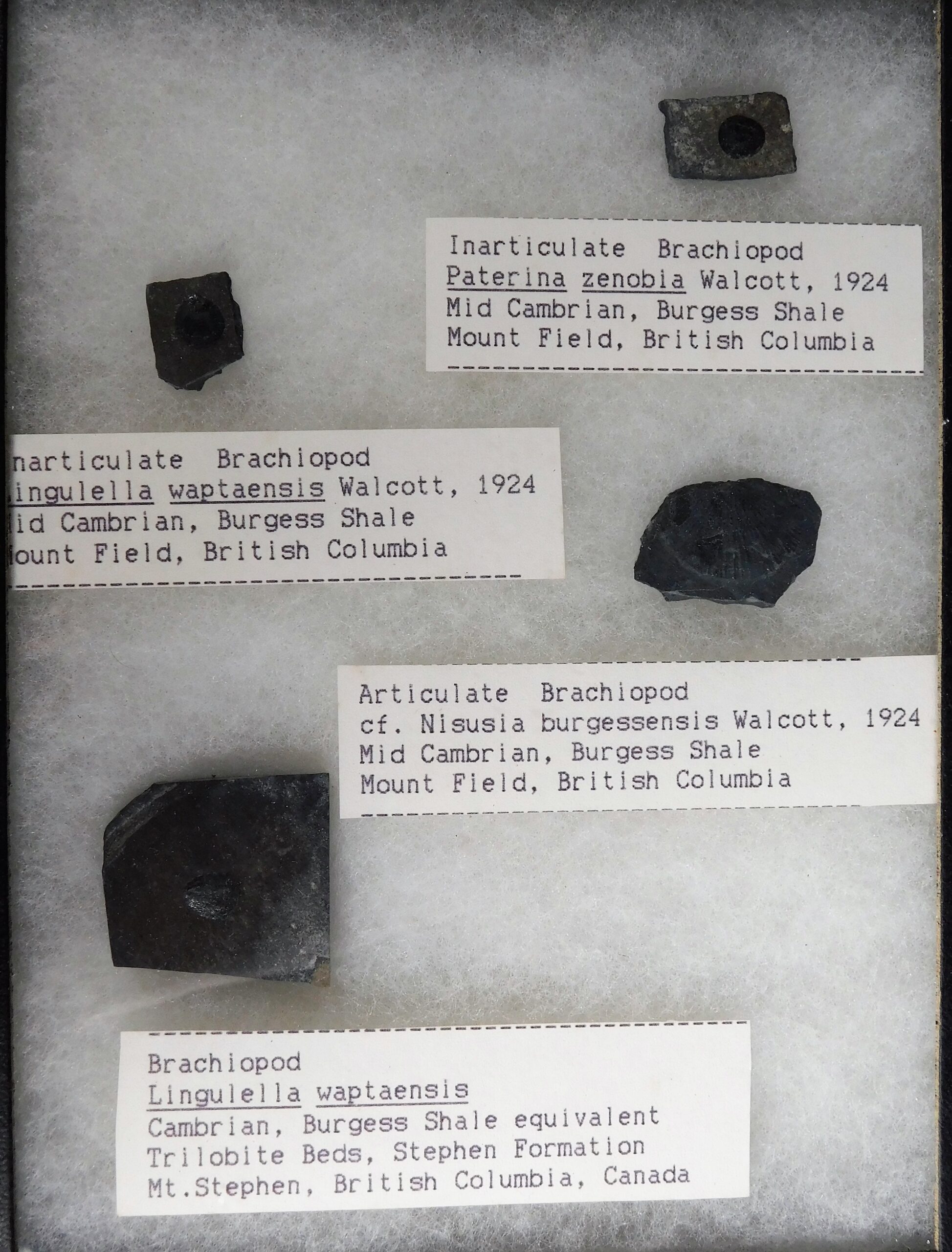 Burgess Shale Brachiopod Collection