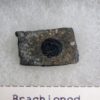 Burgess Shale Brachiopod Collection - Image 3