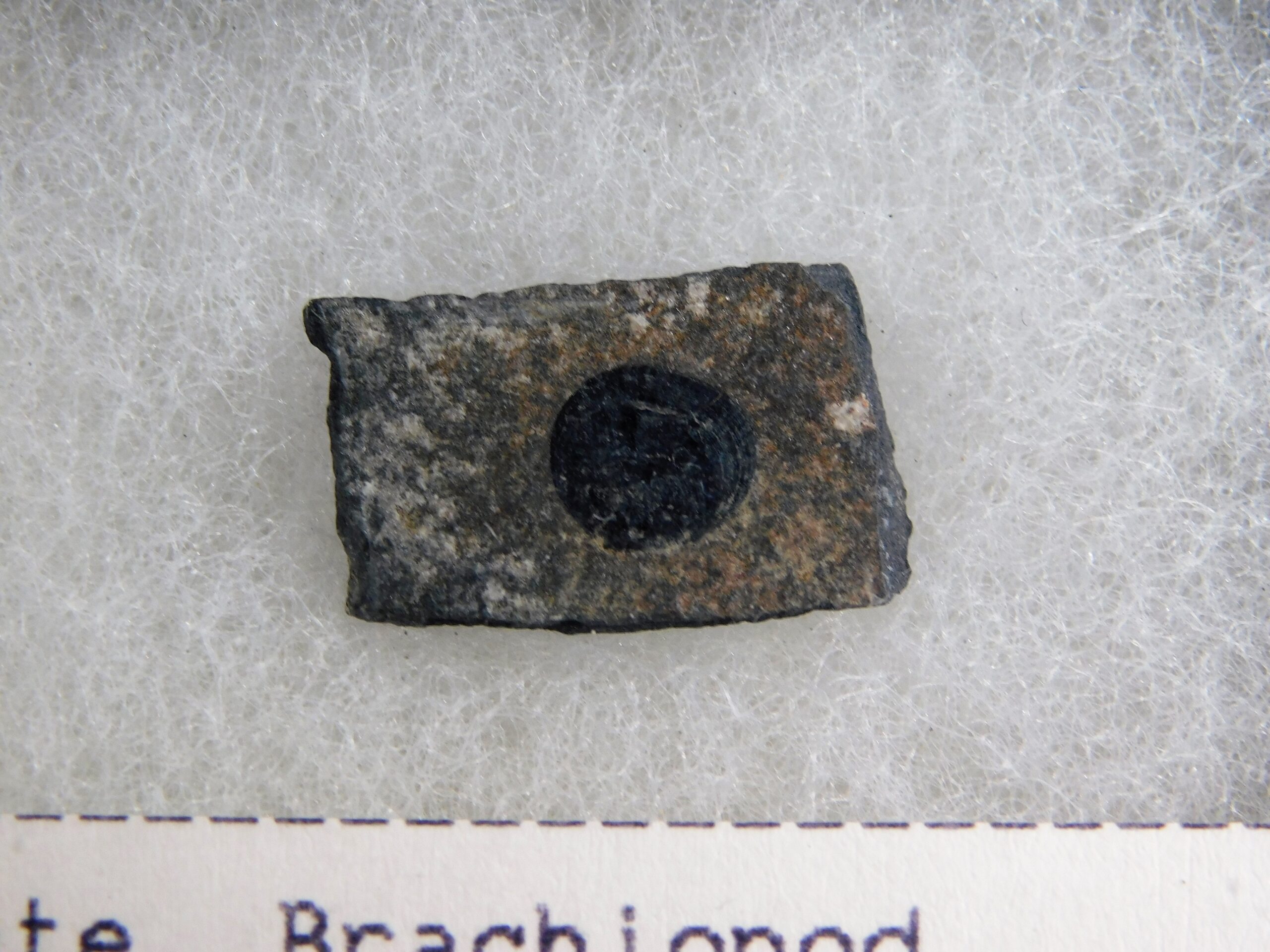 Burgess Shale Brachiopod Collection - Image 2
