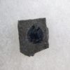 Burgess Shale Brachiopod Collection - Image 4