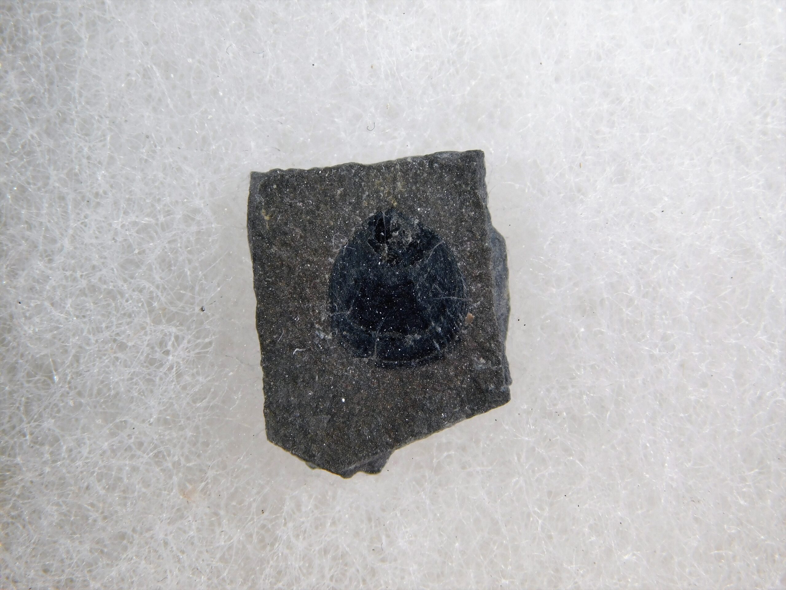 Burgess Shale Brachiopod Collection - Image 3