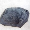 Burgess Shale Brachiopod Collection - Image 5