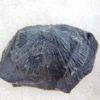 Burgess Shale Brachiopod Collection, The Natural Canvas