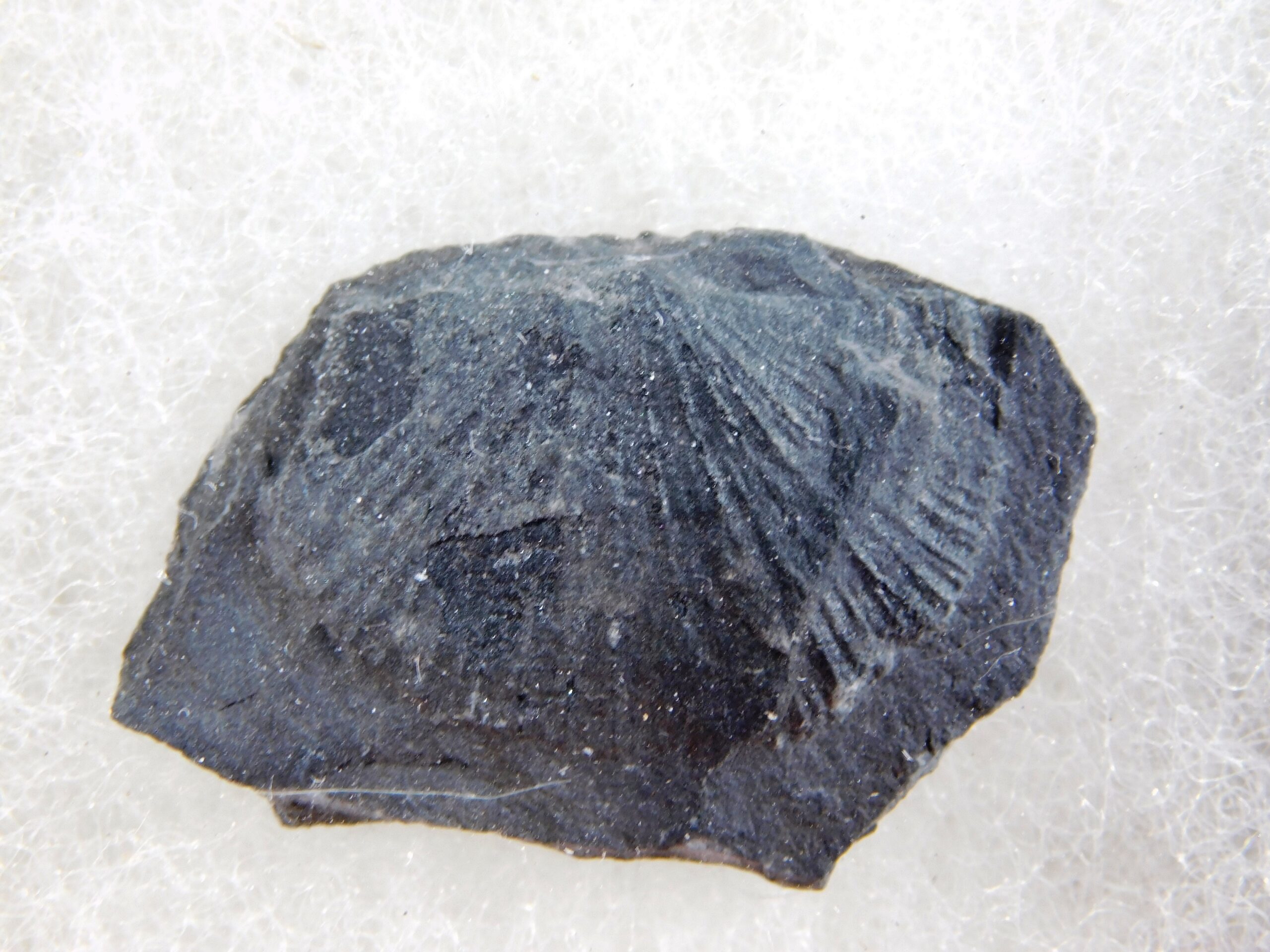 Burgess Shale Brachiopod Collection - Image 4