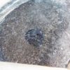 Burgess Shale Brachiopod Collection - Image 6