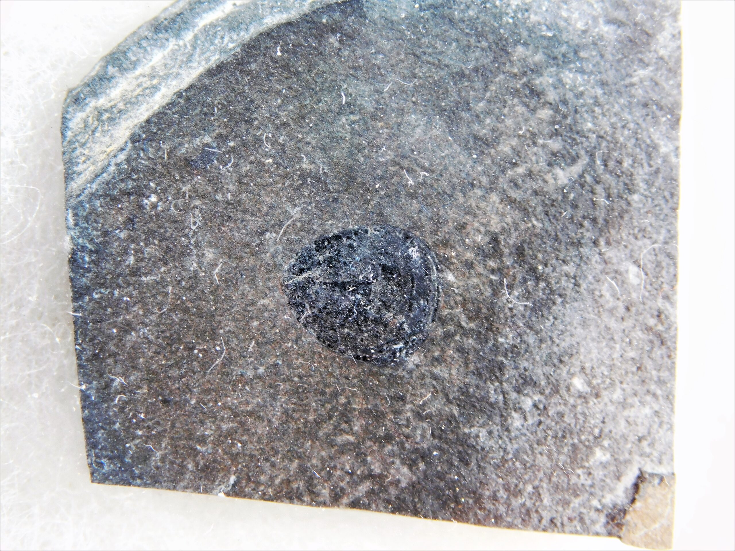 Burgess Shale Brachiopod Collection - Image 5