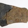 Burgess Shale Trilobite - Chancia palliseri - Image 2