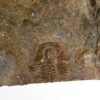 Burgess Shale Trilobite - Chancia palliseri - Image 3