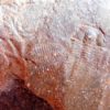Burgess Shale Trilobite &#8211; Chancia palliseri, The Natural Canvas