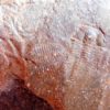 Burgess Shale Trilobite - Chancia palliseri - Image 4