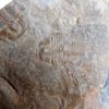 Burgess Shale Trilobite - Chancia palliseri - Image 5