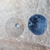 Burgess Shale Brachiopod - Paternia zenobia - Image 4