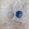 Burgess Shale Brachiopod - Paternia zenobia - Image 2