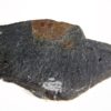 Ptychagnostus praecurrens - Image 2