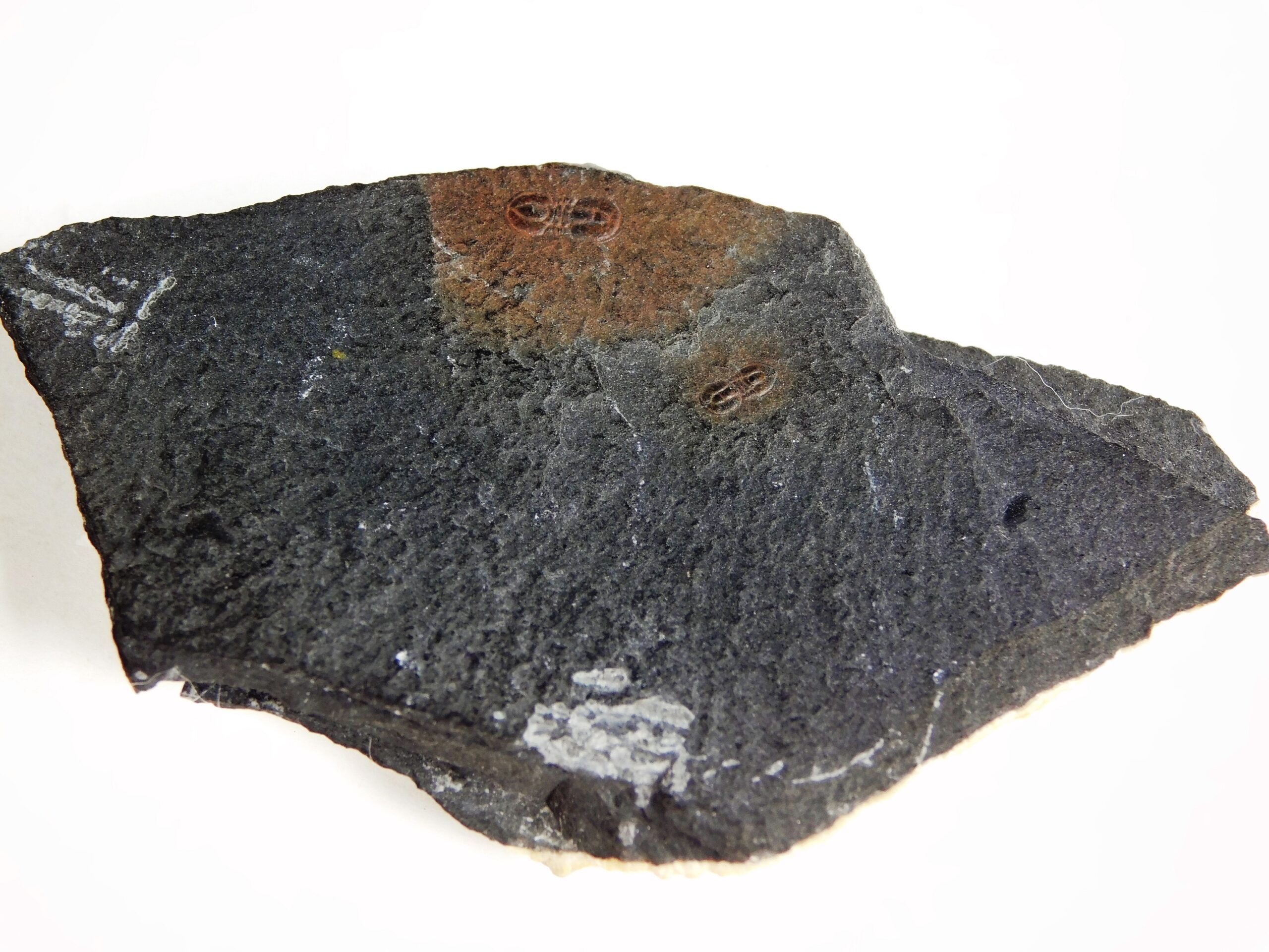Ptychagnostus praecurrens - Image 2