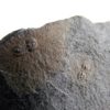 Ptychagnostus praecurrens - Image 5