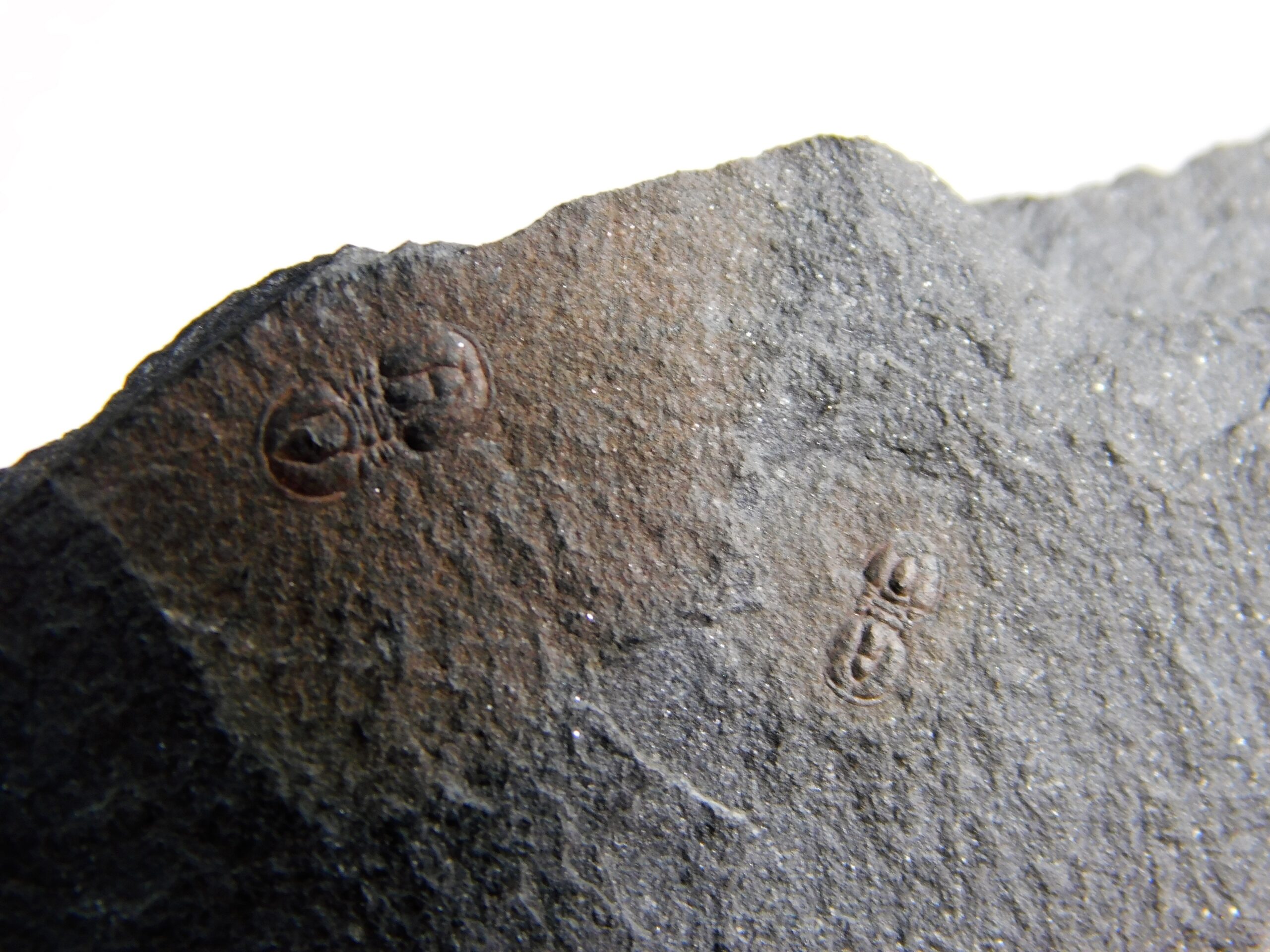 Ptychagnostus praecurrens