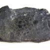 Triplagnostus burgessensis - Image 2