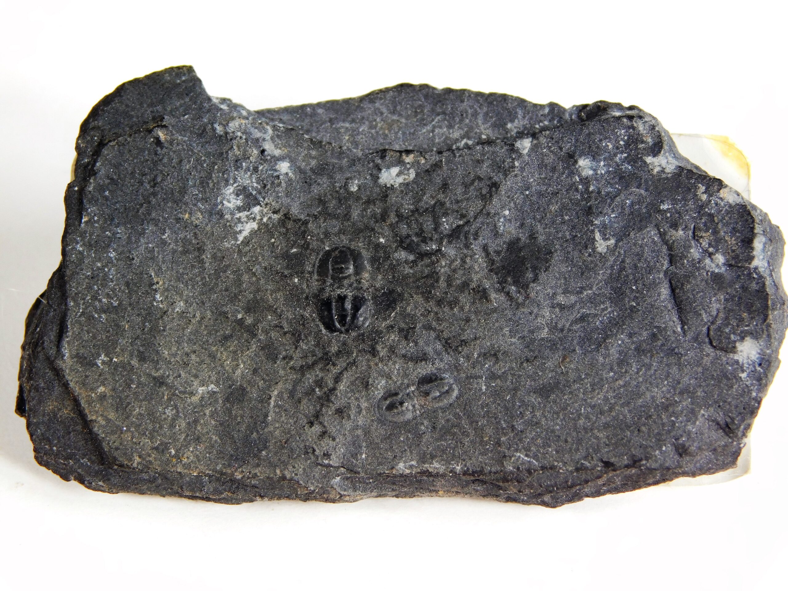 Triplagnostus burgessensis - Image 2