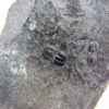 Triplagnostus burgessensis - Image 3