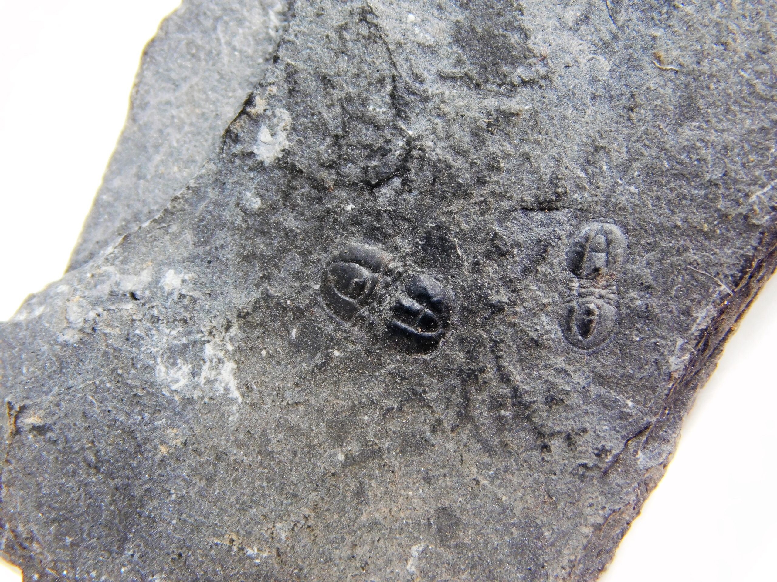 Triplagnostus burgessensis - Image 3