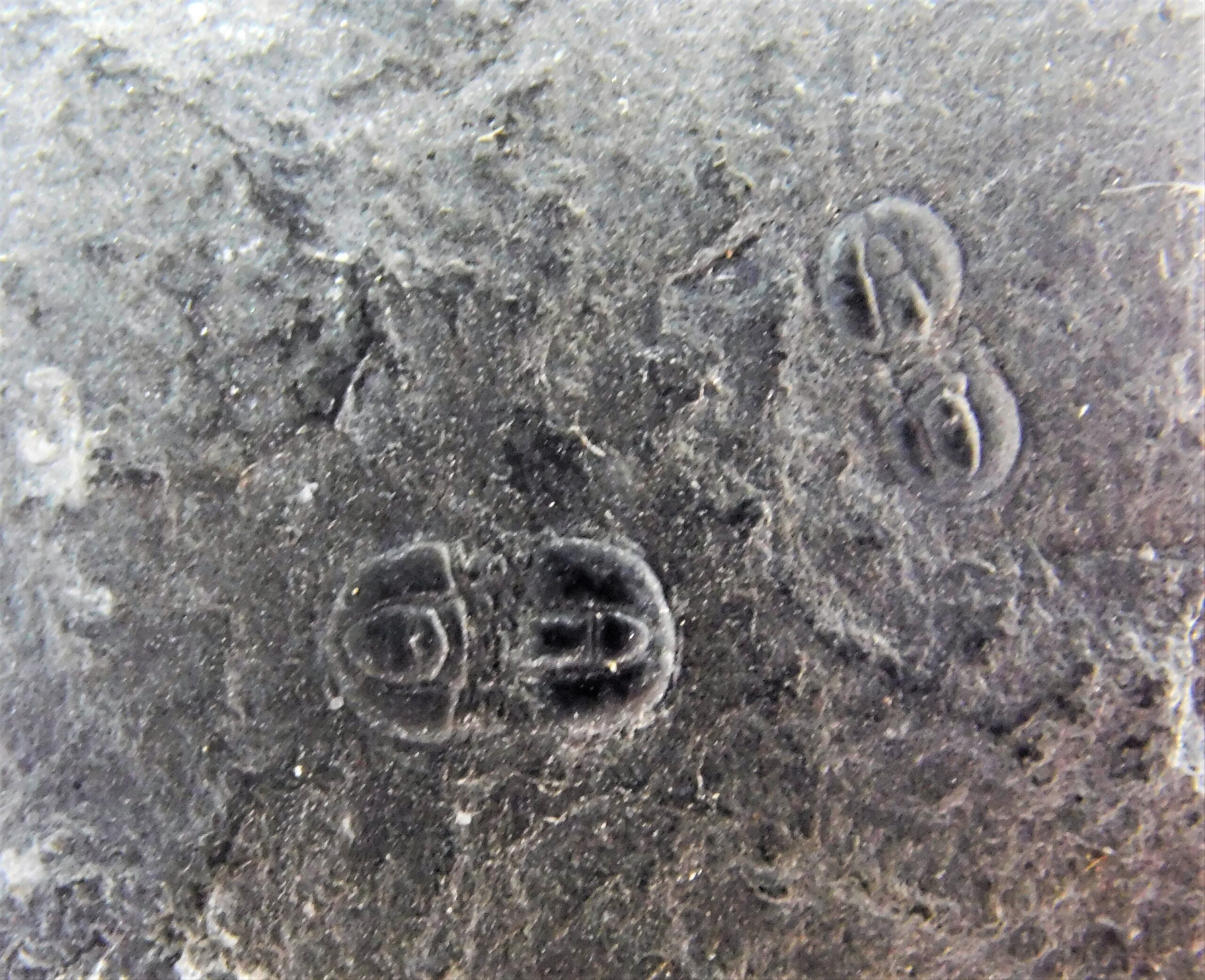 Triplagnostus burgessensis
