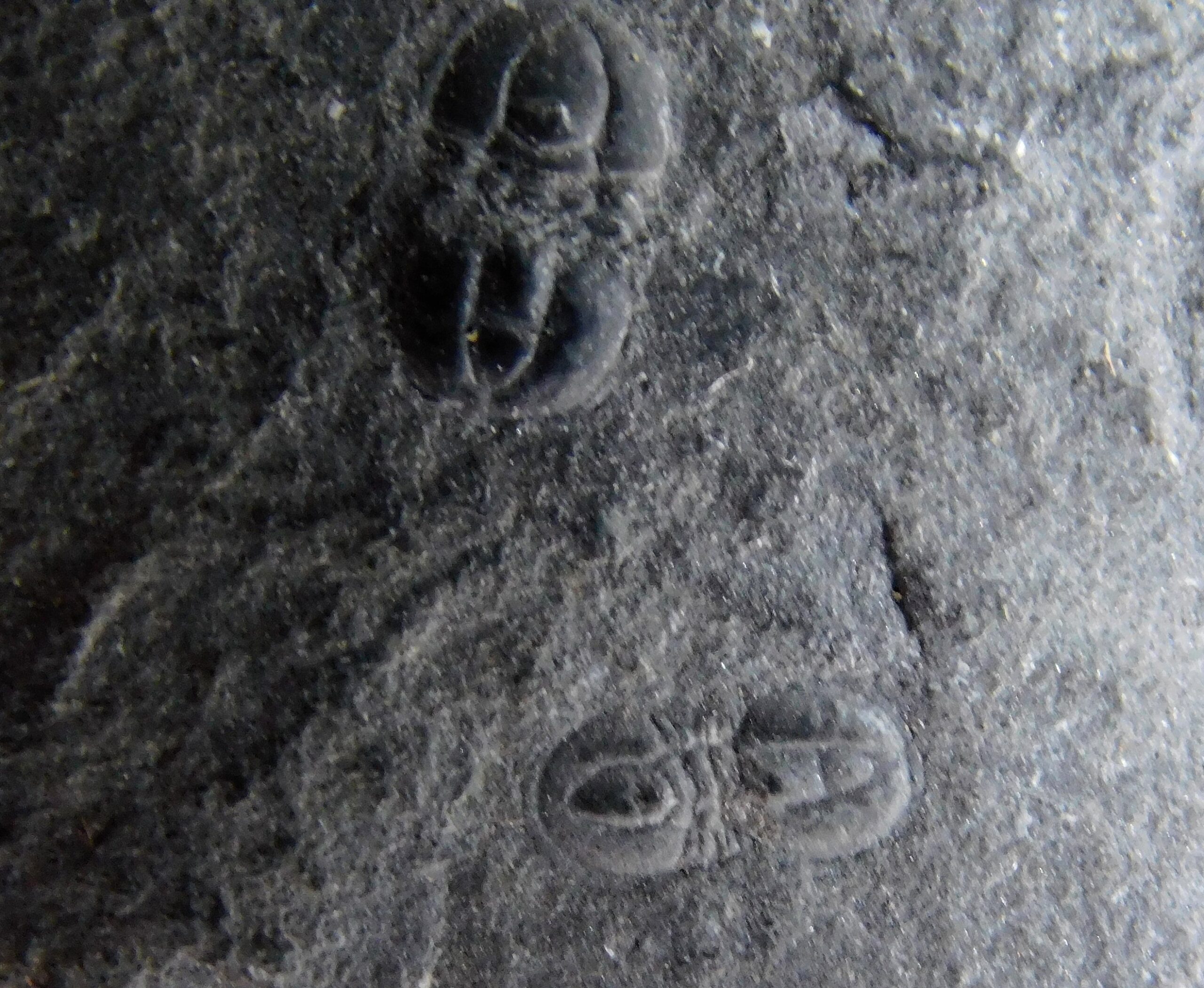 Triplagnostus burgessensis - Image 4