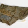 Oryctocephalus matthewi - Image 4