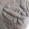 Oryctocephalus matthewi - Image 2