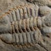 Oryctocephalus matthewi - Image 3