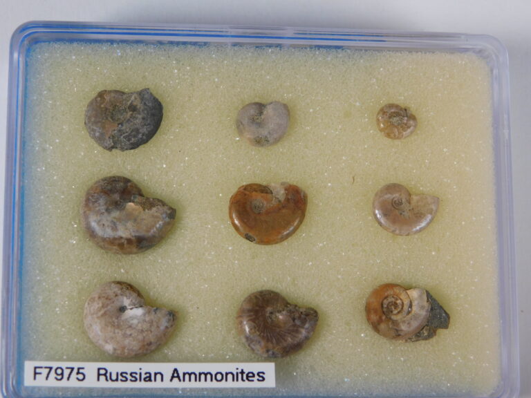 Russian Ammonite Collection, The Natural Canvas