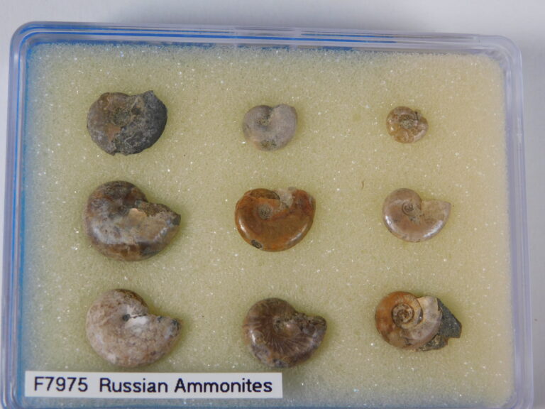 Russian Ammonite Collection