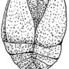 Ordovician carpoid &#8211; Anatifopsis minuta Chauvel 1941, The Natural Canvas