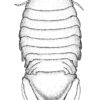 Cretaceous Marine Isopod &#8211; Unusuropode castroi, The Natural Canvas