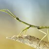 Phasmid (Stick Insect), The Natural Canvas